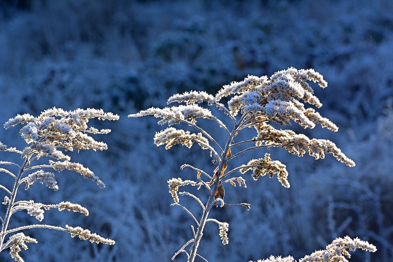 Garten Winter Farn Frost
