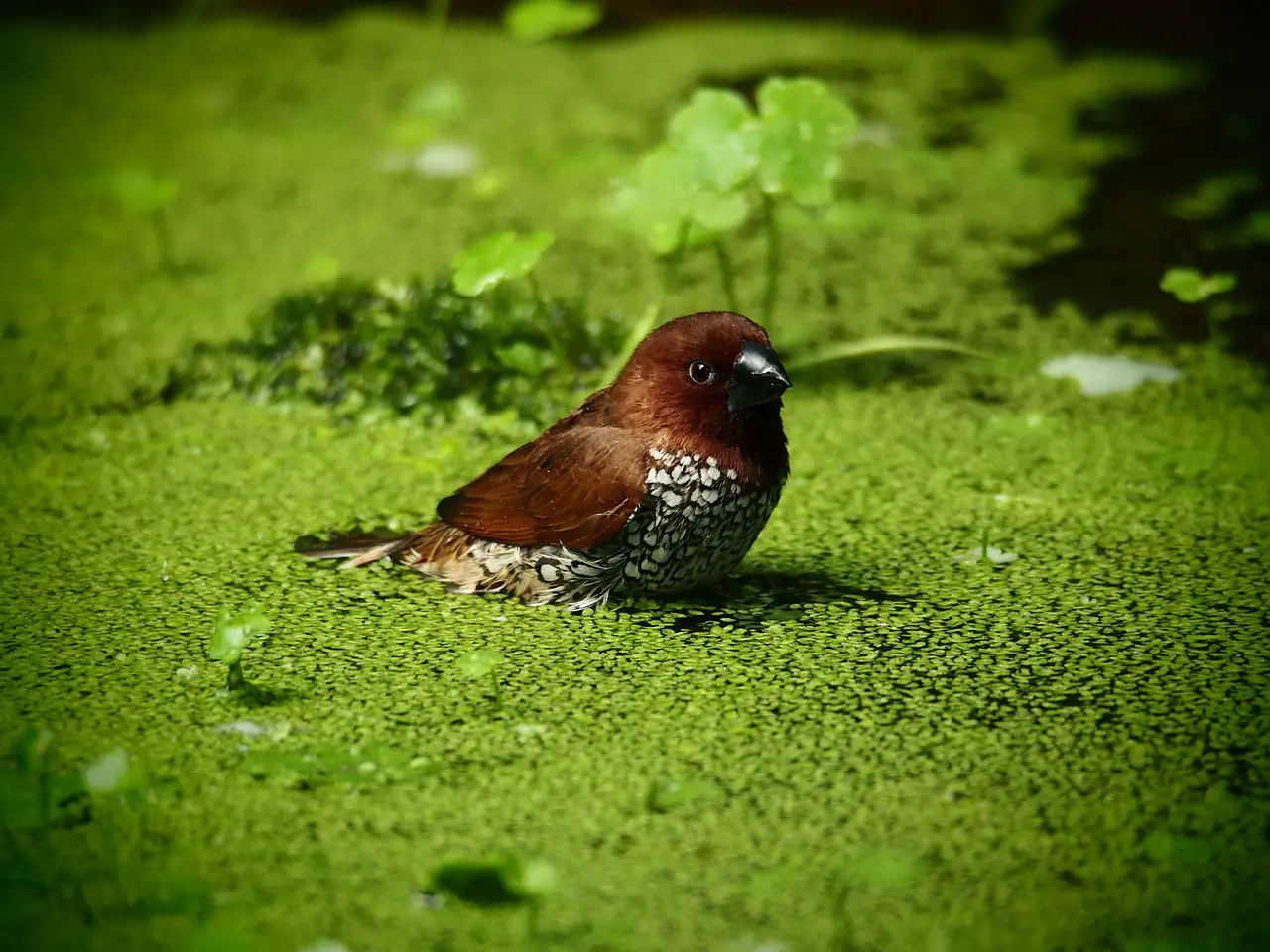 Garten Teich Wasser Vogel Wasserlinsen