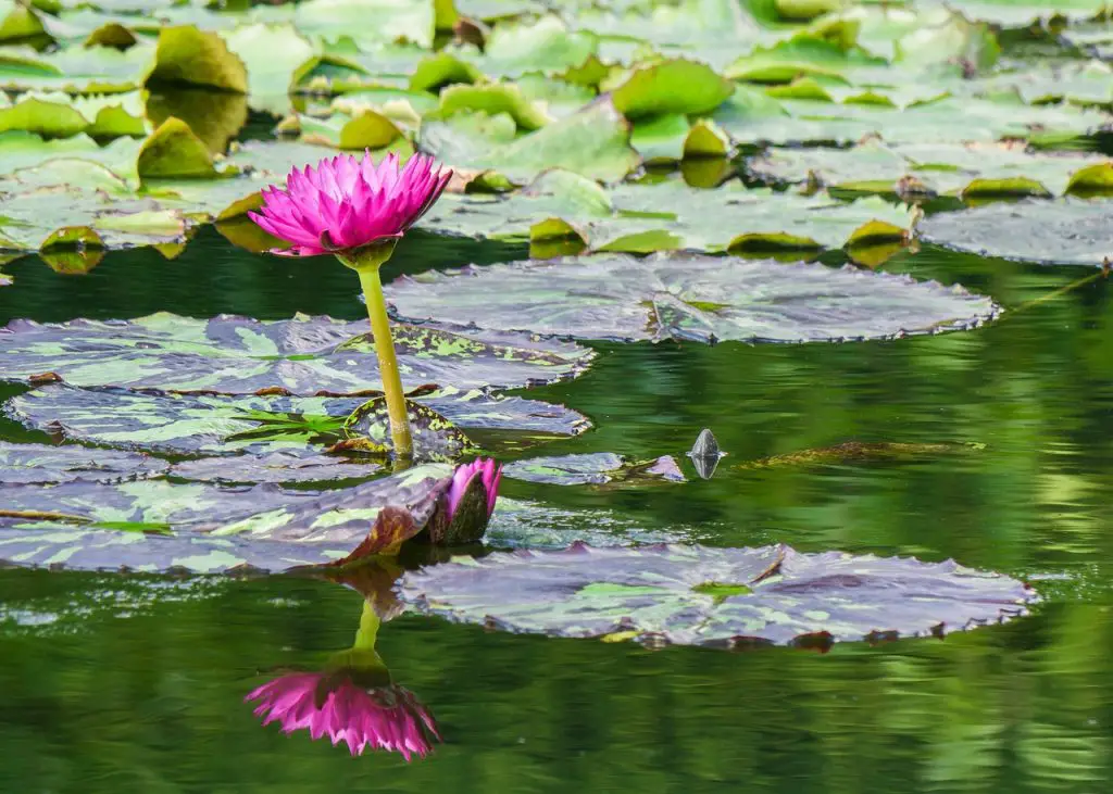 Wasser Seerose Seerosenblätter Teich Gartenteich