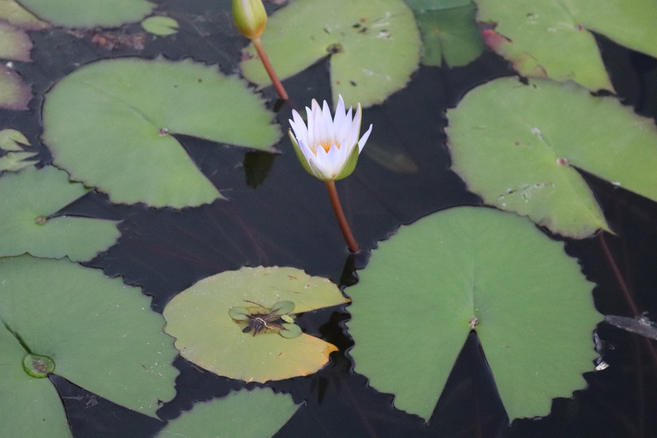 Wasser Teich Seerosen Seerosenblätter