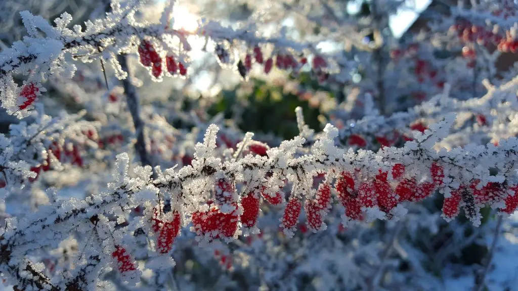 Winter Frost Beeren Raureif
