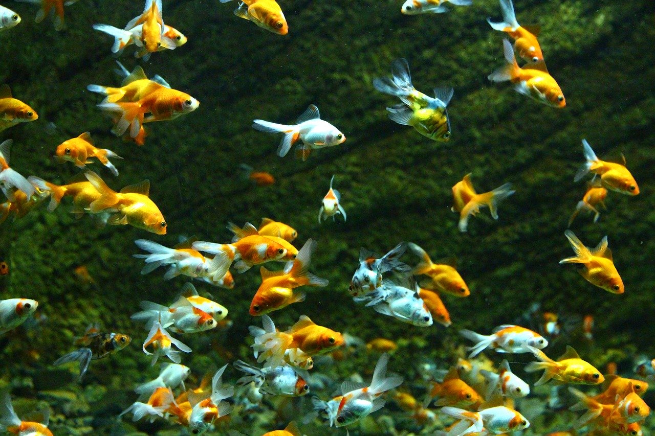 Fische Goldfische Tiere Wasser Teich