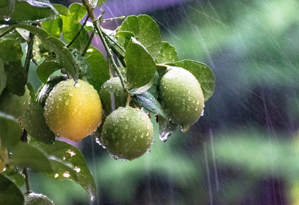 Regen auf Zitronen