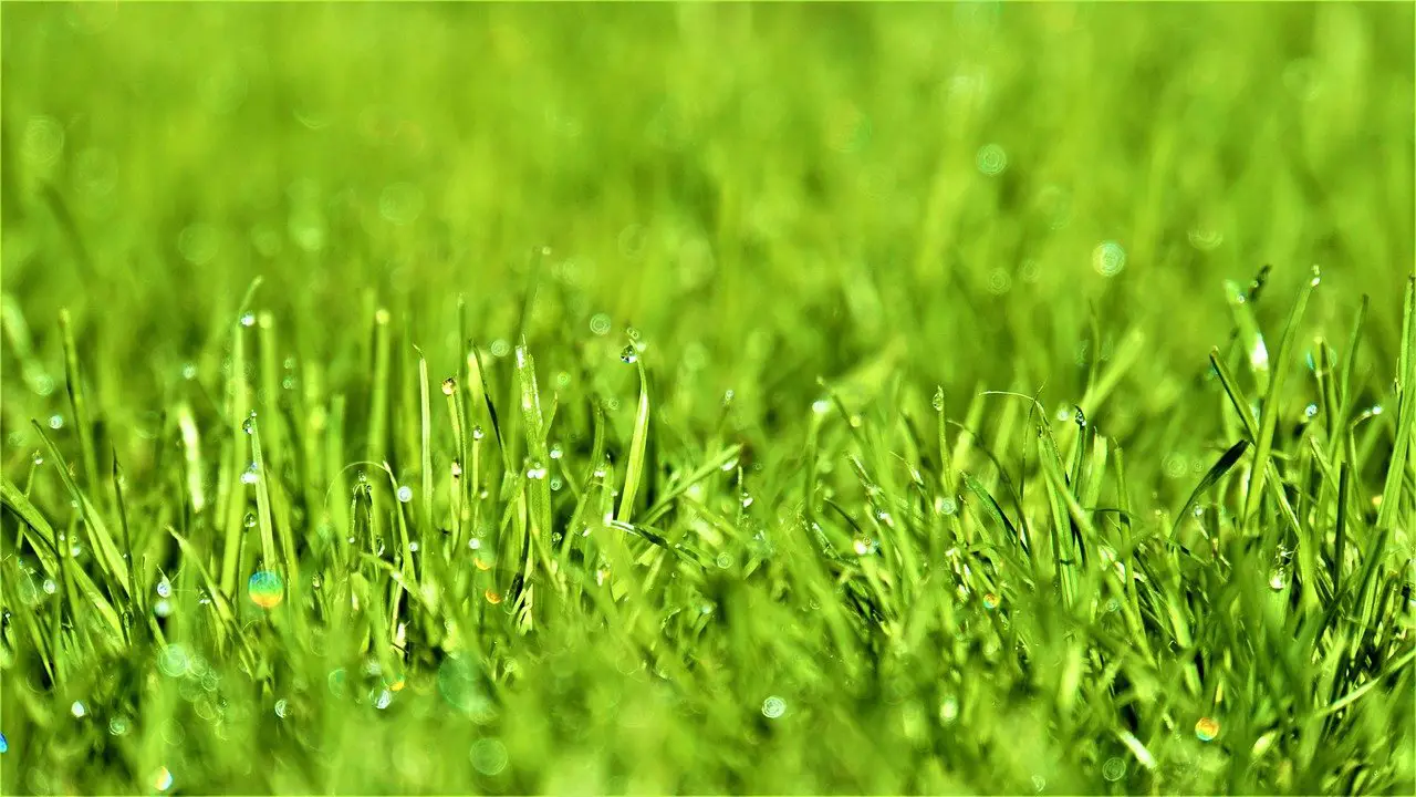 Nasses Gras nach Regen