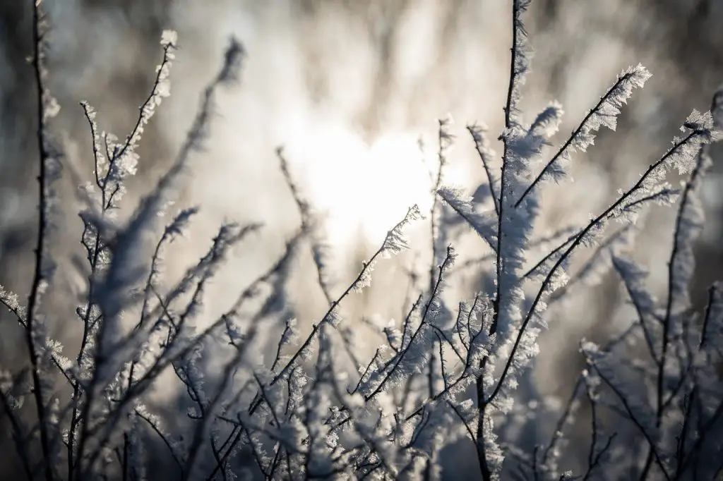 Winter Pflanzen gefroren