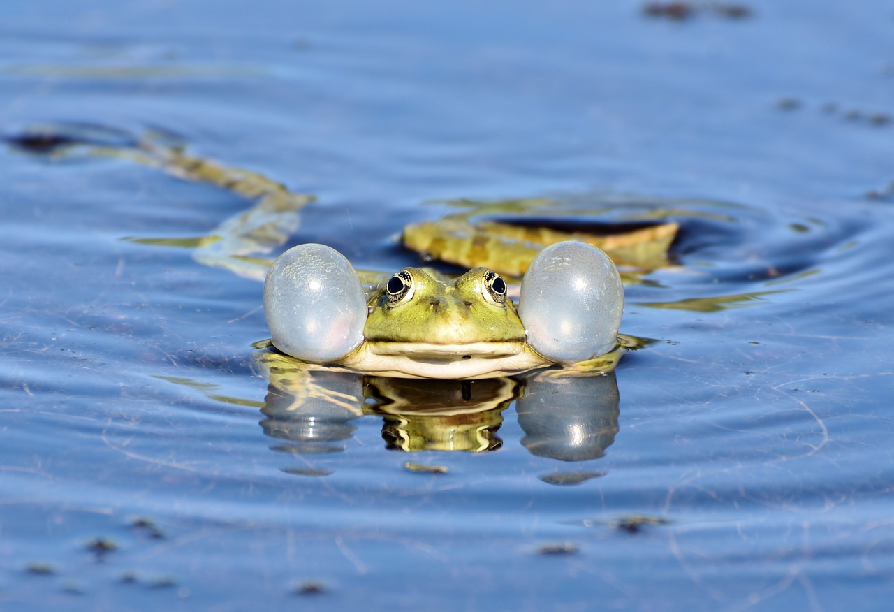 Frosch schwimmt in Teich
